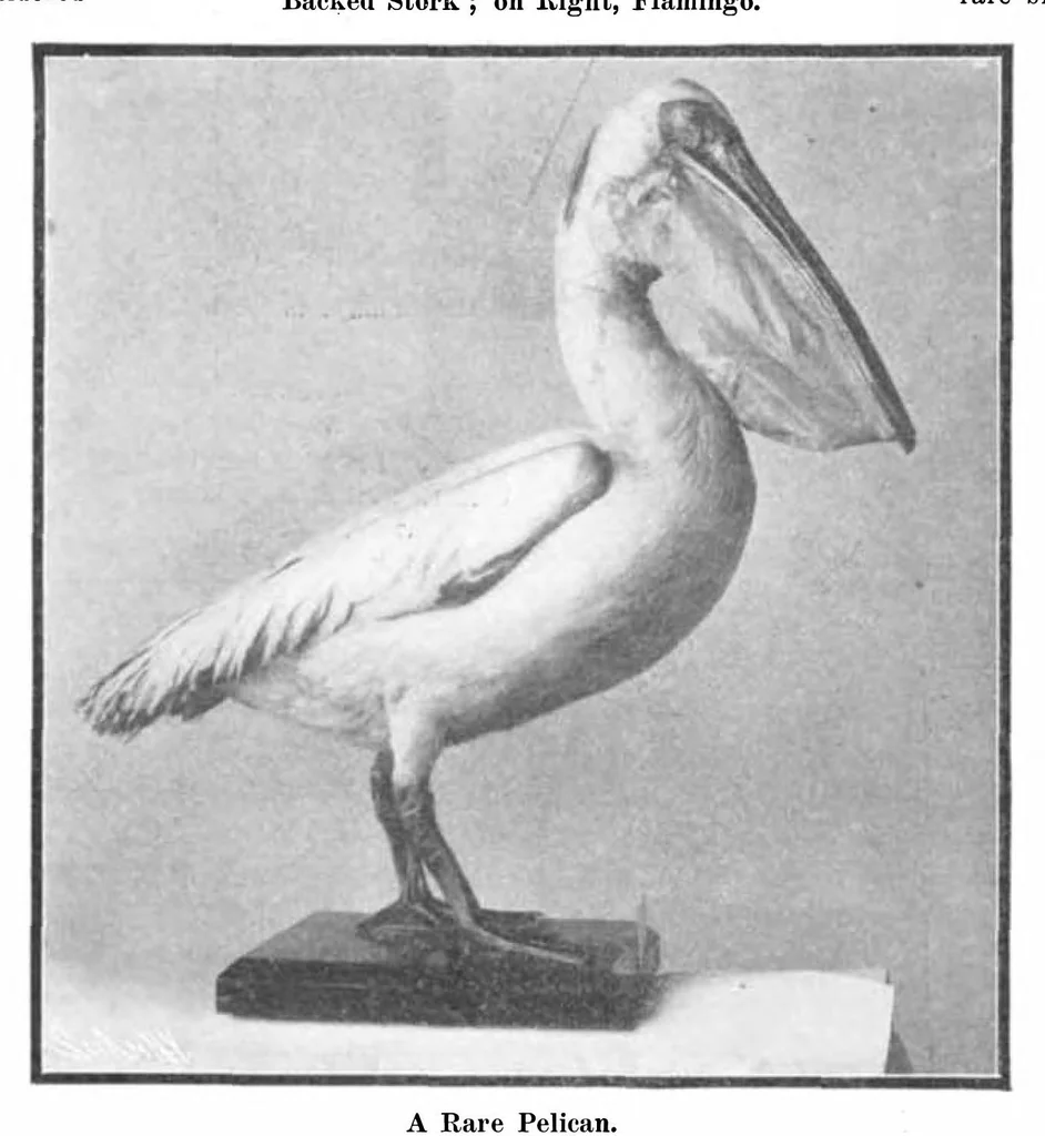 An illustration from Scientific American, Vol. 93, No. 8 (August 1905), 1905, leaf 10