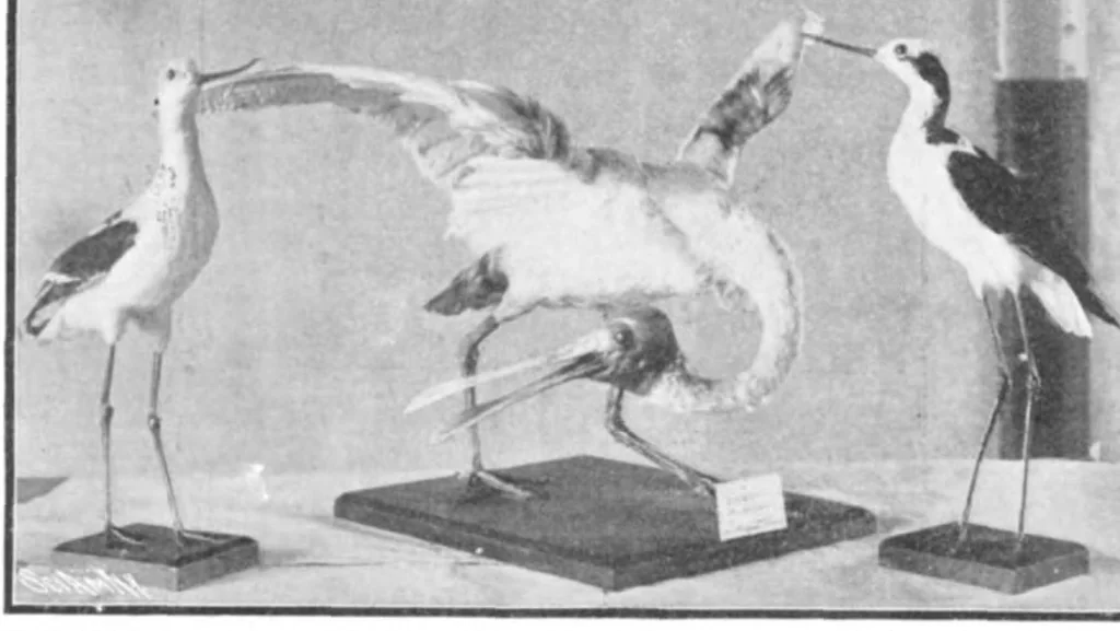 An illustration from Scientific American, Vol. 93, No. 8 (August 1905), 1905, leaf 10