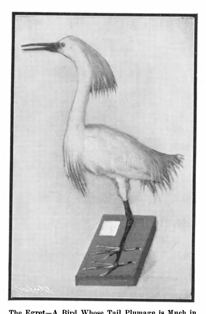 An illustration from Scientific American, Vol. 93, No. 8 (August 1905), 1905, leaf 11