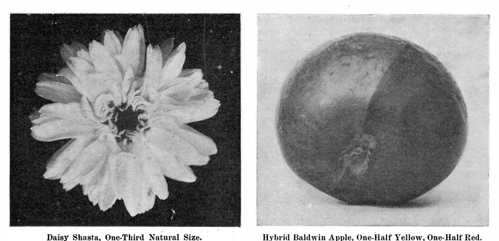 An illustration from Scientific American, Vol. 93, No. 12 (September 1905), 1905, leaf 7