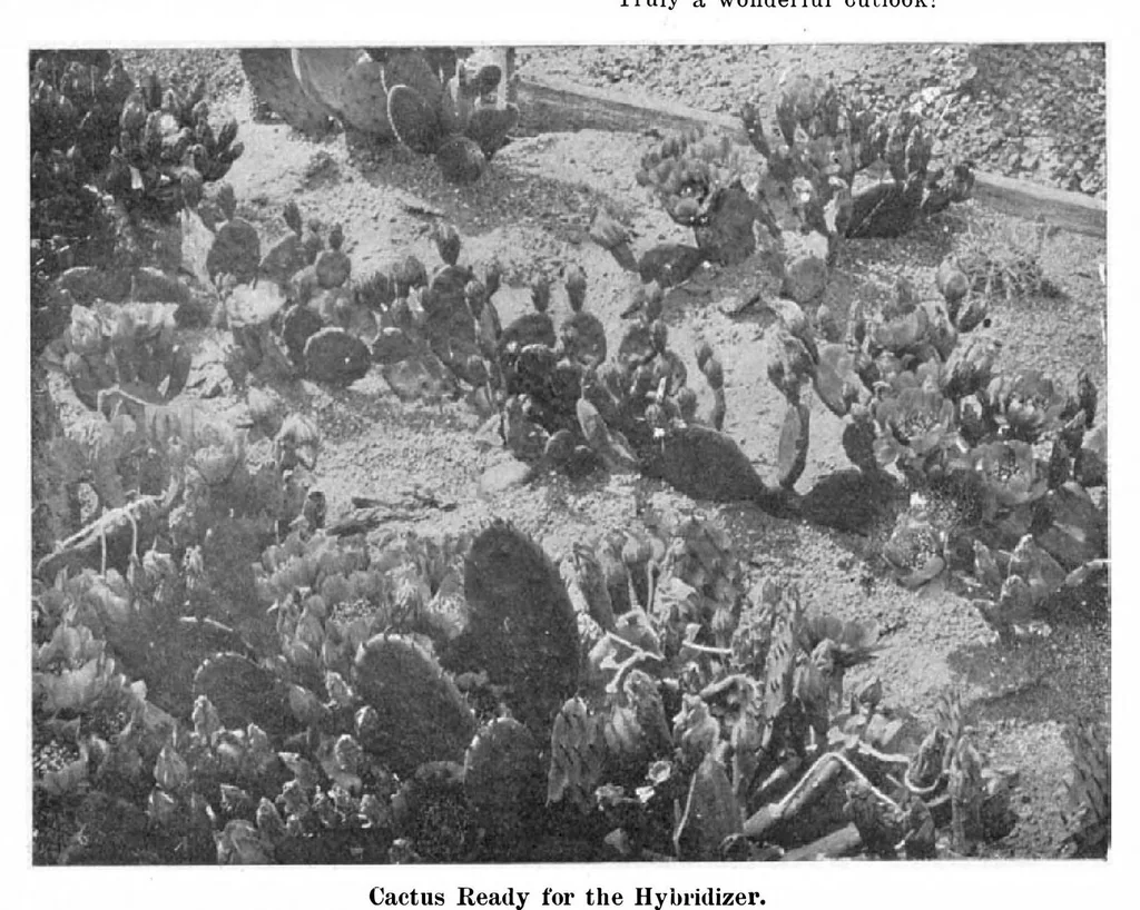 An illustration from Scientific American, Vol. 93, No. 12 (September 1905), 1905, leaf 8