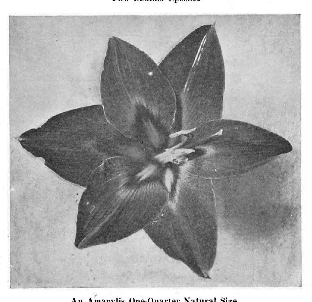 An illustration from Scientific American, Vol. 93, No. 12 (September 1905), 1905, leaf 8