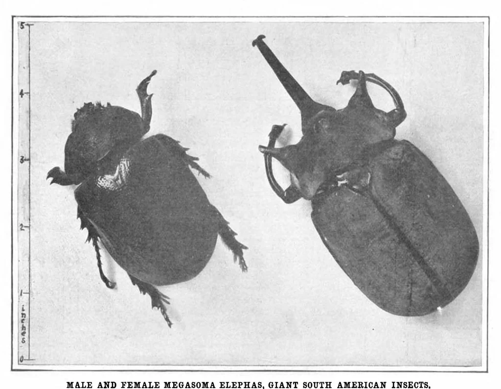 An illustration from Scientific American, Vol. 93, No. 17 (October 1905), 1905, leaf 10