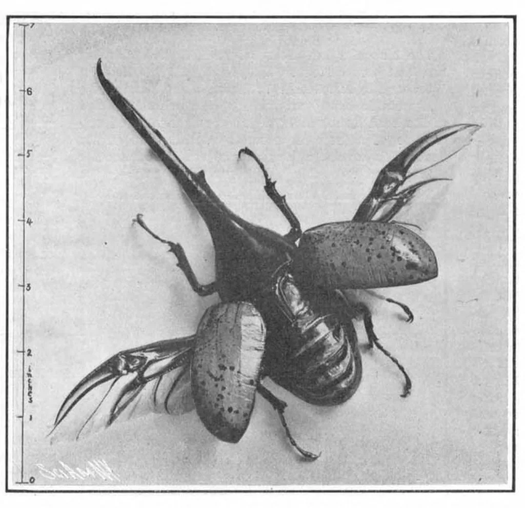 An illustration from Scientific American, Vol. 93, No. 17 (October 1905), 1905, leaf 10