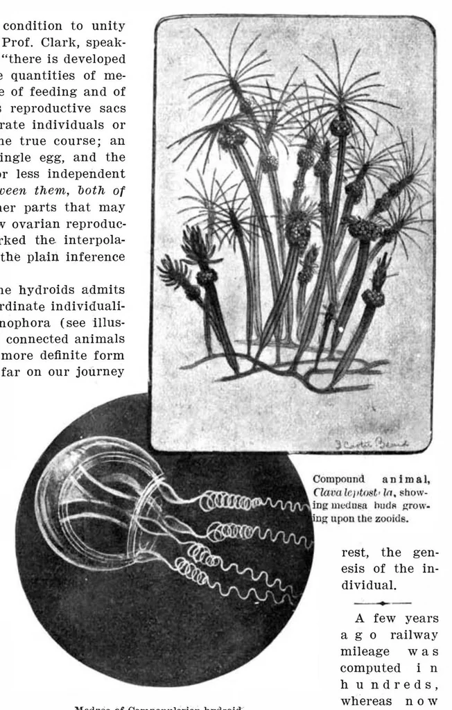 An illustration from Scientific American, Vol. 93, No. 23 (December 1905), 1905, leaf 9