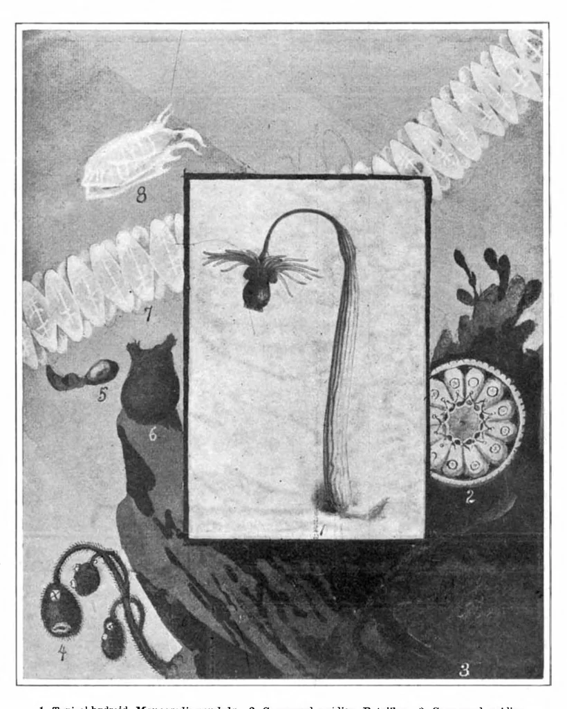 An illustration from Scientific American, Vol. 93, No. 26 (December 1905), 1905, leaf 9