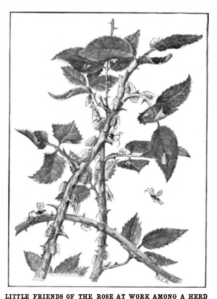 An illustration from Scientific American, Vol. 94, No. 1 (January 1906), 1906, leaf 10