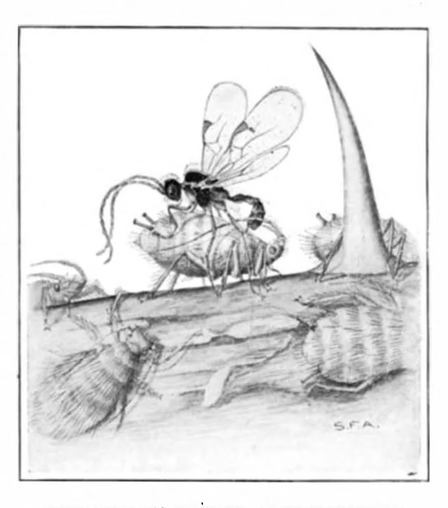 An illustration from Scientific American, Vol. 94, No. 1 (January 1906), 1906, leaf 10