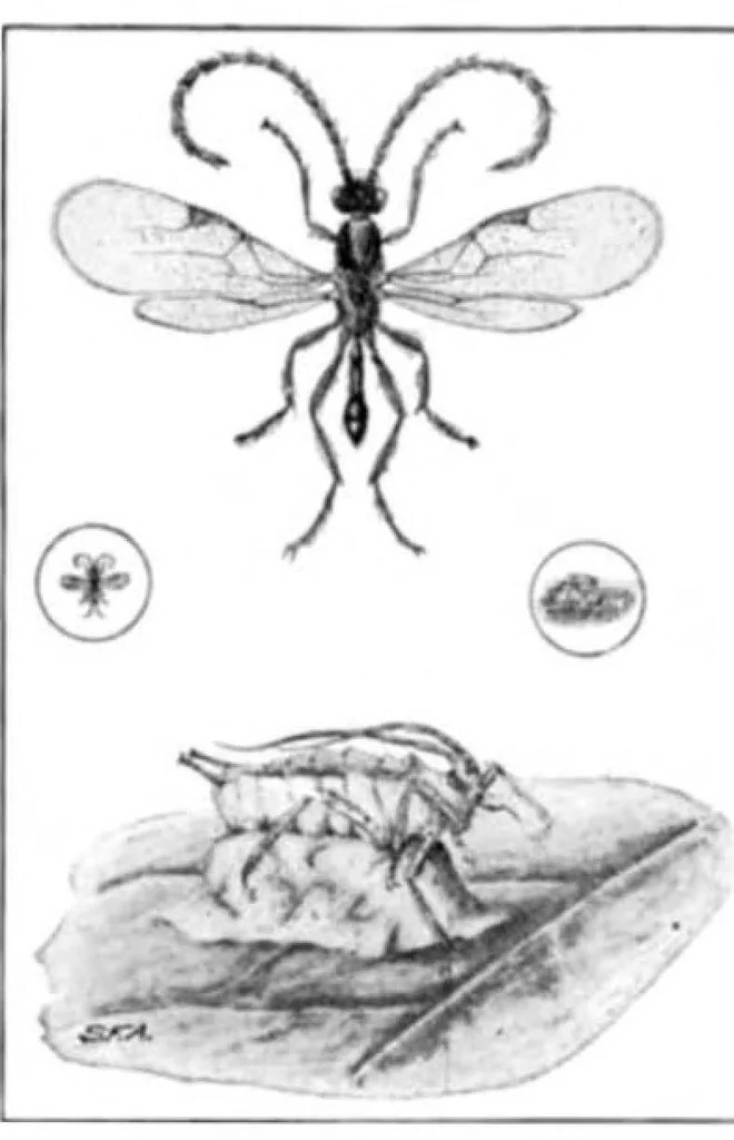 An illustration from Scientific American, Vol. 94, No. 1 (January 1906), 1906, leaf 10