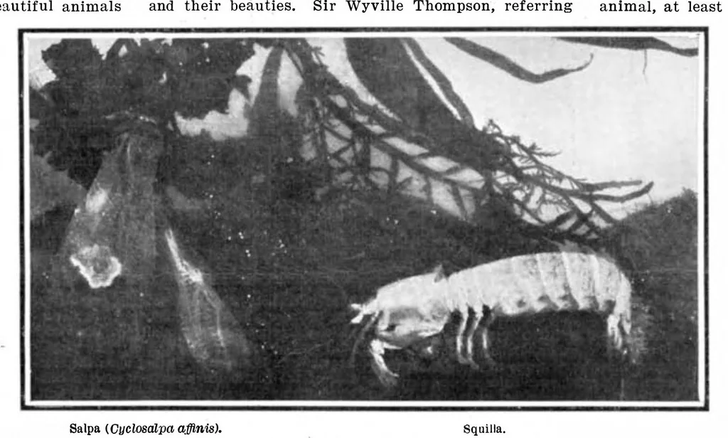 An illustration from Scientific American, Vol. 94, No. 6 (February 1906), 1906, leaf 10