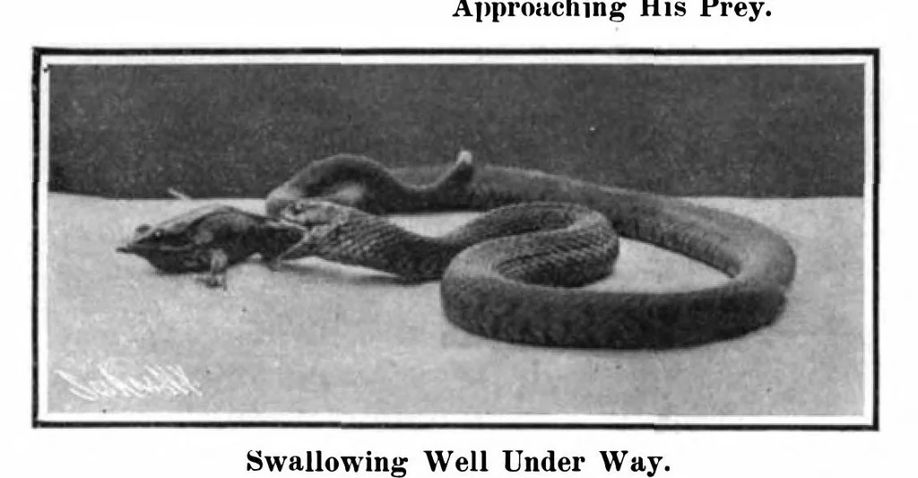 An illustration from Scientific American, Vol. 94, No. 9 (March 1906), 1906, leaf 13