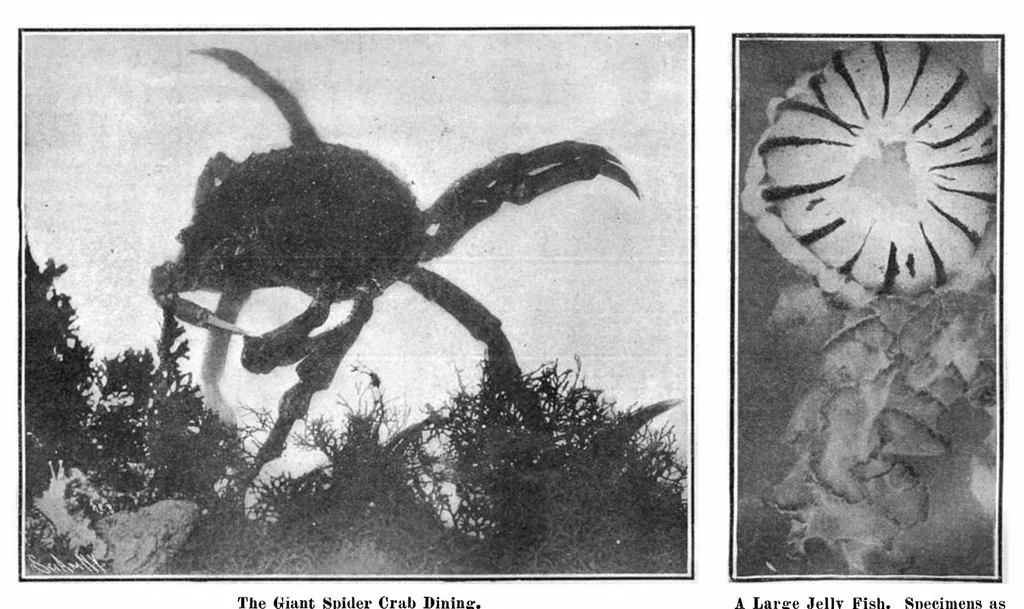 An illustration from Scientific American, Vol. 94, No. 22 (June 1906), 1906, leaf 10