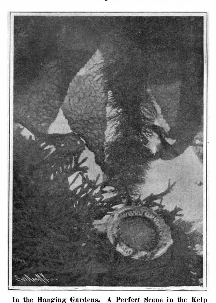 An illustration from Scientific American, Vol. 94, No. 22 (June 1906), 1906, leaf 10