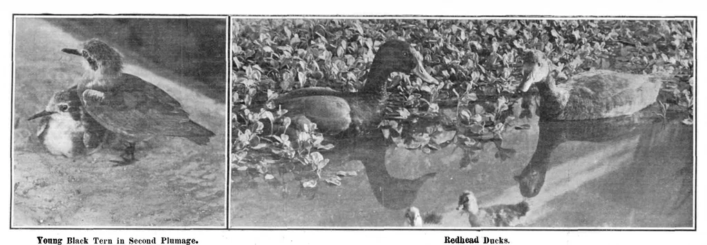 An illustration from Scientific American, Vol. 95, No. 6 (August 1906), 1906, leaf 10