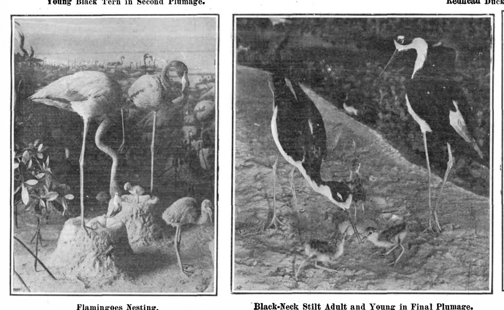 An illustration from Scientific American, Vol. 95, No. 6 (August 1906), 1906, leaf 10