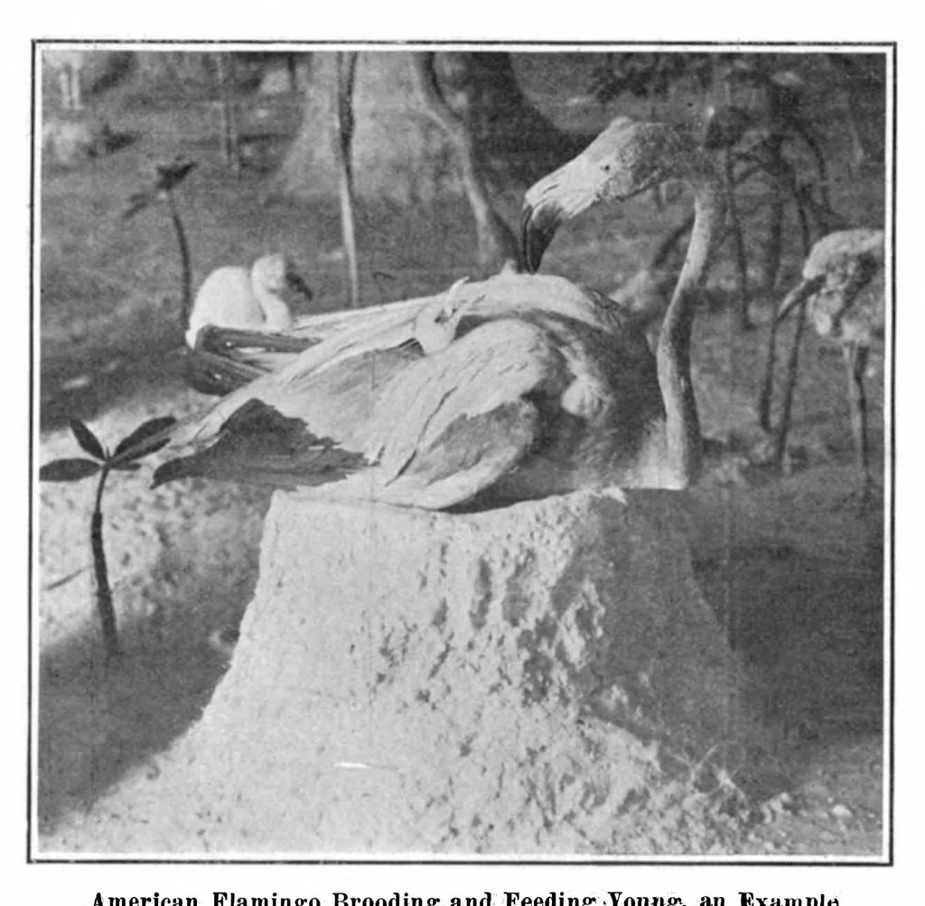 An illustration from Scientific American, Vol. 95, No. 6 (August 1906), 1906, leaf 9