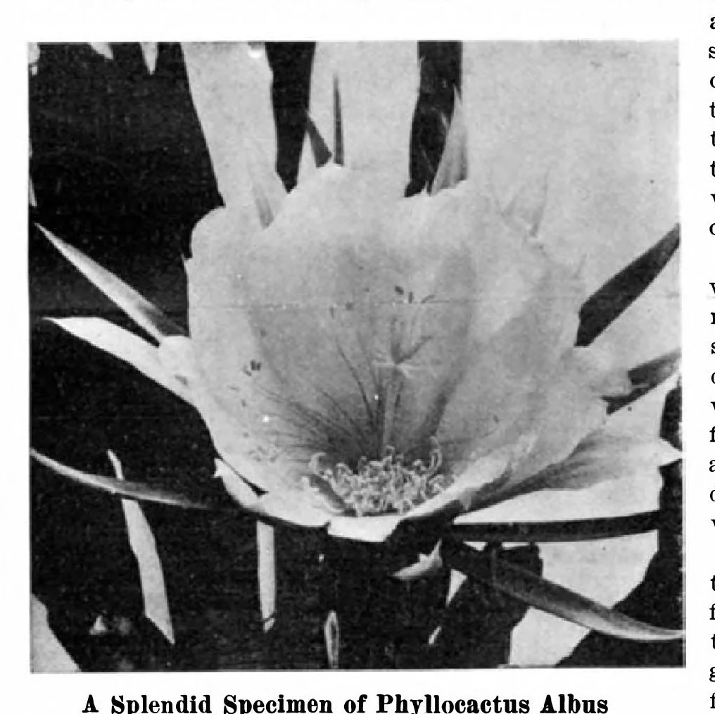 An illustration from Scientific American, Vol. 95, No. 10 (September 1906), 1906, leaf 7