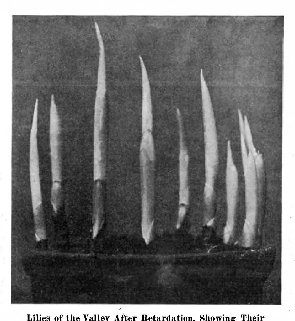 An illustration from Scientific American, Vol. 95, No. 10 (September 1906), 1906, leaf 8