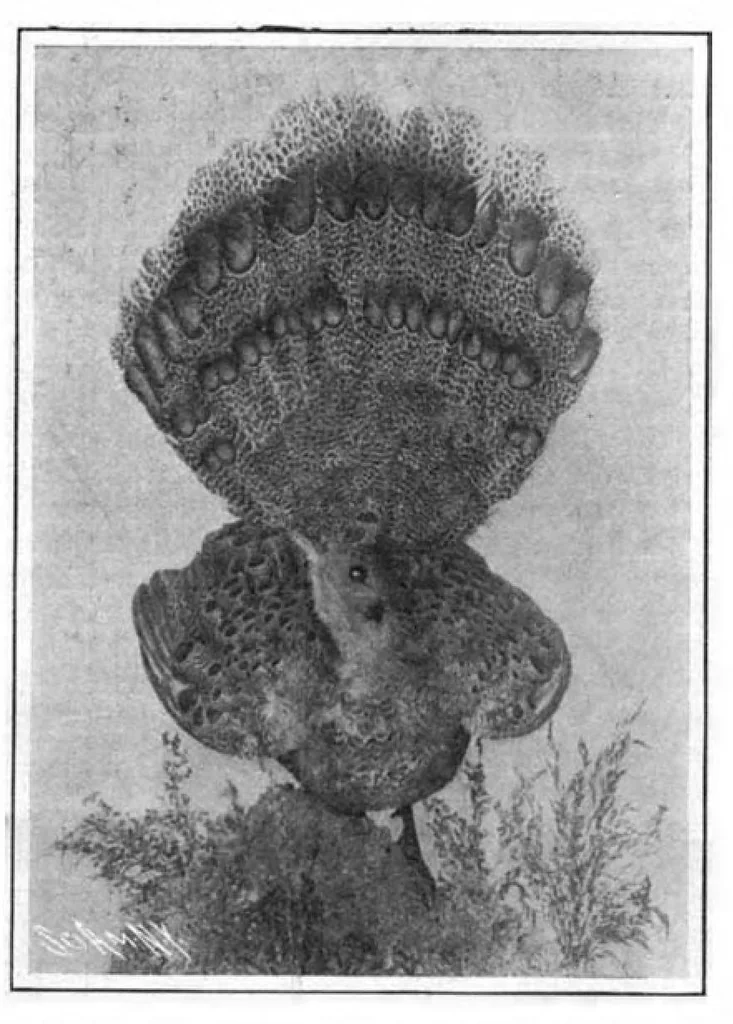 An illustration from Scientific American, Vol. 95, No. 26 (December 1906), 1906, leaf 10