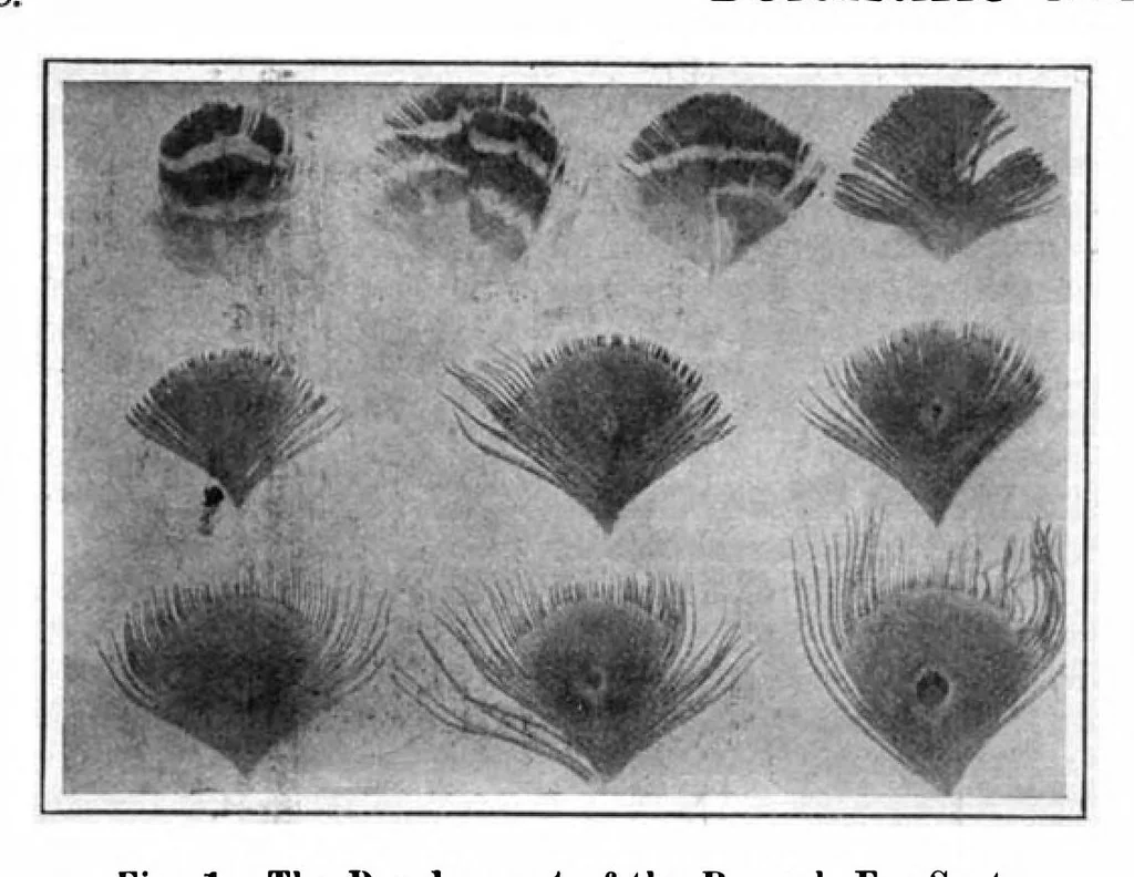 An illustration from Scientific American, Vol. 95, No. 26 (December 1906), 1906, leaf 10