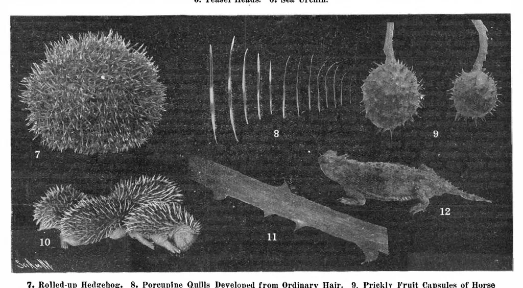 An illustration from Scientific American, Vol. 96, No. 23 (June 1907), 1907, leaf 10