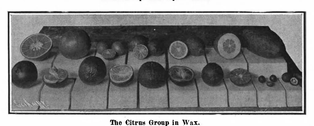 An illustration from Scientific American, Vol. 97, No. 3 (July 1907), 1907, leaf 4