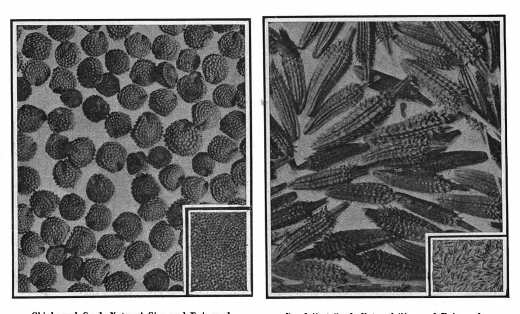 An illustration from Scientific American, Vol. 97, No. 4 (July 1907), 1907, leaf 7
