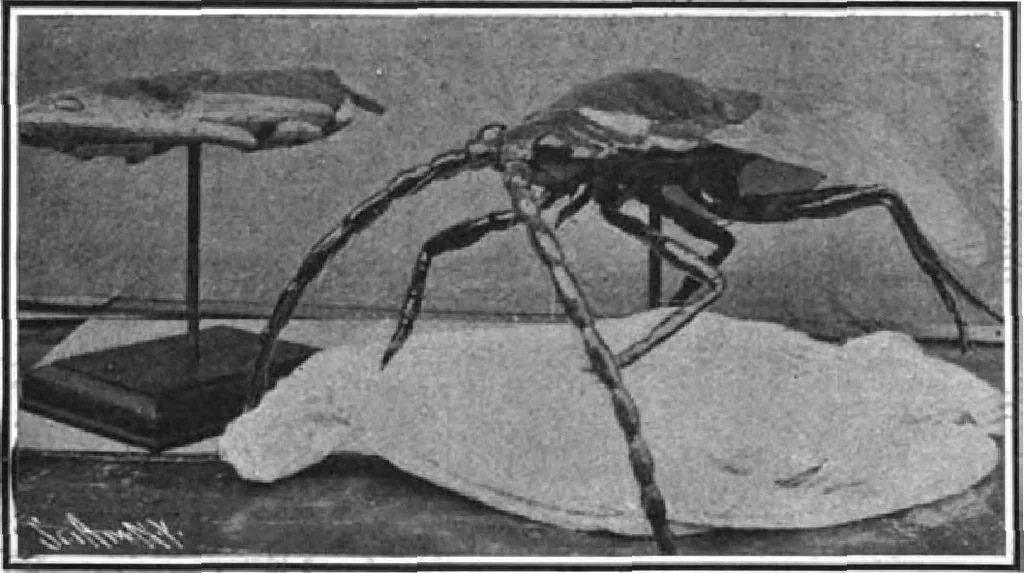 An illustration from Scientific American, Vol. 97, No. 8 (August 1907), 1907, leaf 8