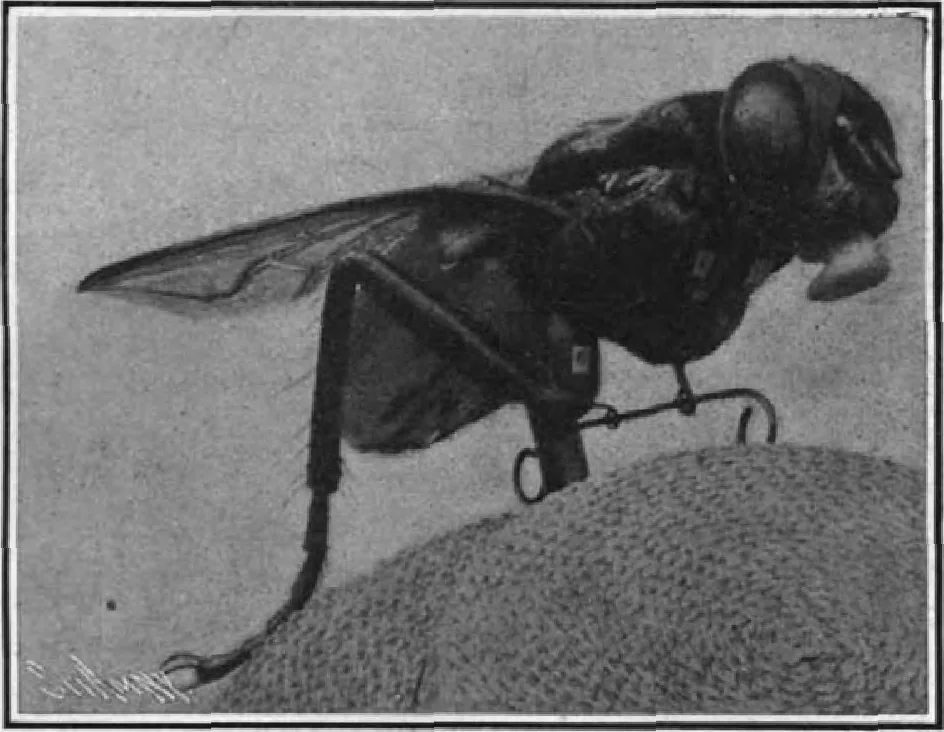 An illustration from Scientific American, Vol. 97, No. 8 (August 1907), 1907, leaf 8