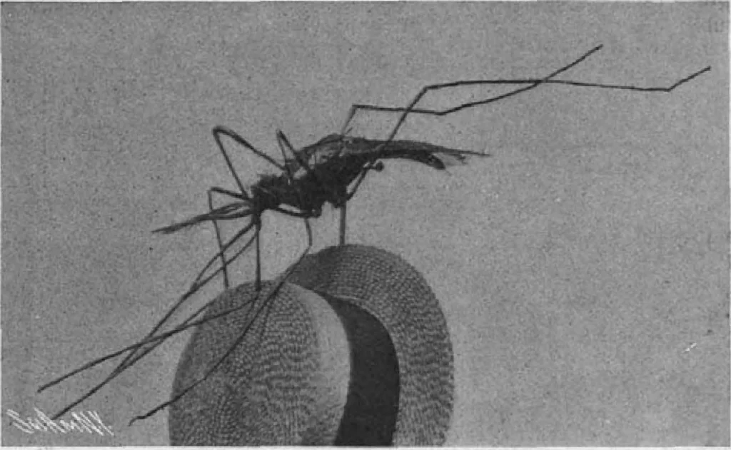 An illustration from Scientific American, Vol. 97, No. 8 (August 1907), 1907, leaf 8