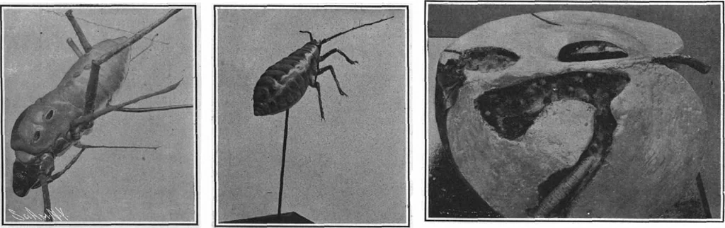 An illustration from Scientific American, Vol. 97, No. 8 (August 1907), 1907, leaf 8