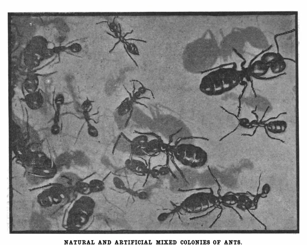 An illustration from Scientific American, Vol. 97, No. 18 (November 1907), 1907, leaf 9