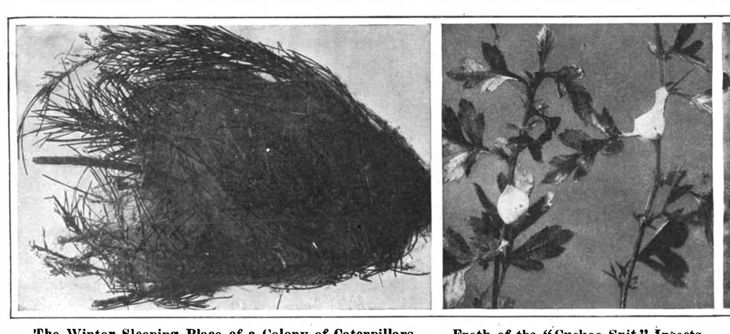 An illustration from Scientific American, Vol. 97, No. 22 (November 1907), 1907, leaf 8