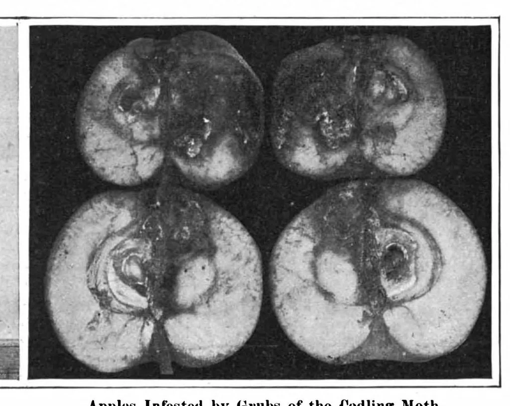 An illustration from Scientific American, Vol. 97, No. 22 (November 1907), 1907, leaf 8