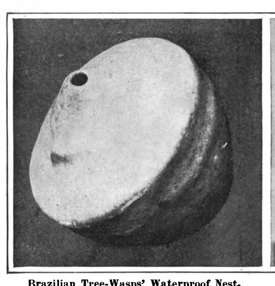 An illustration from Scientific American, Vol. 97, No. 22 (November 1907), 1907, leaf 8