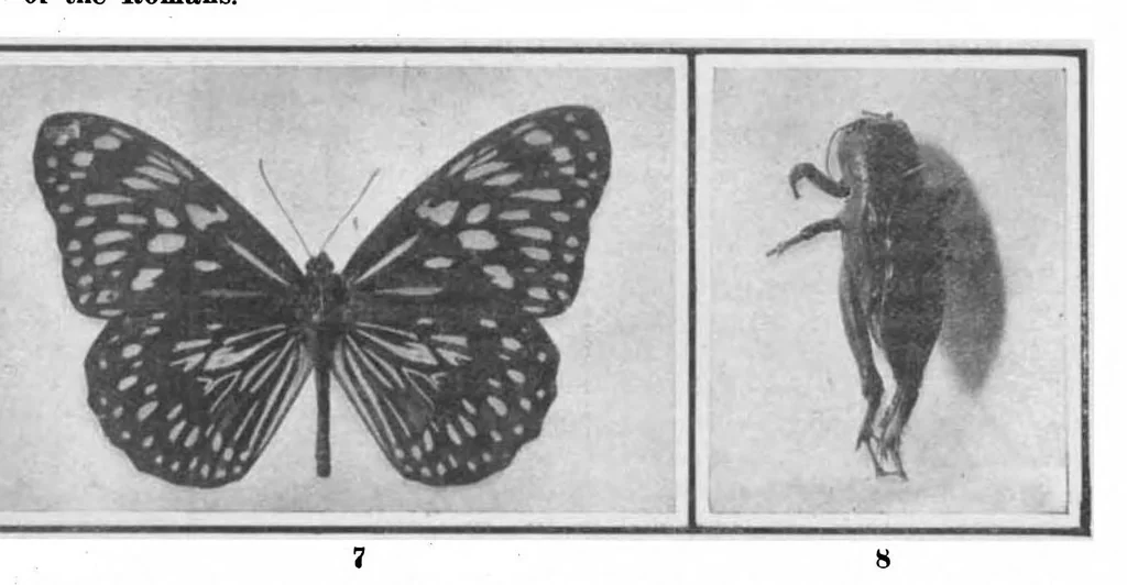 An illustration from Scientific American, Vol. 98, No. 4 (January 1908), 1908, leaf 10