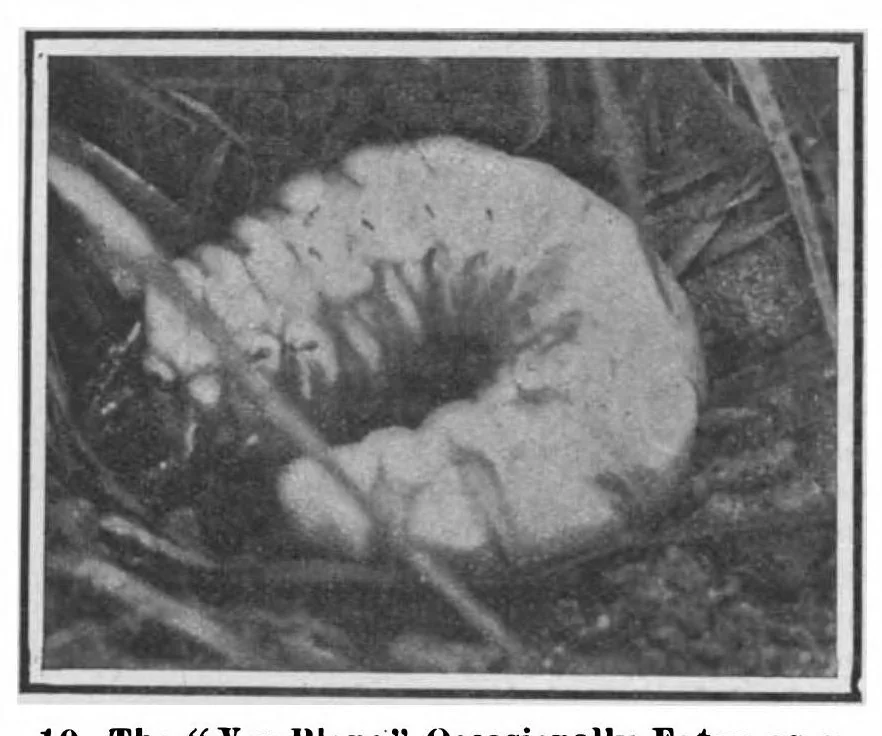 An illustration from Scientific American, Vol. 98, No. 4 (January 1908), 1908, leaf 10
