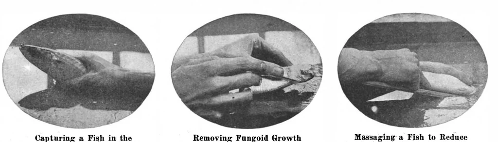 An illustration from Scientific American, Vol. 98, No. 9 (February 1908), 1908, leaf 15