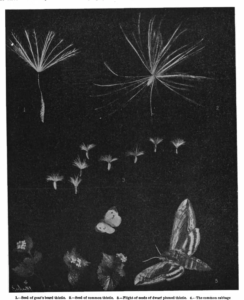 An illustration from Scientific American, Vol. 98, No. 9 (February 1908), 1908, leaf 5