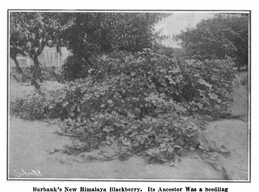 An illustration from Scientific American, Vol. 98, No. 15 (April 1908), 1908, leaf 7