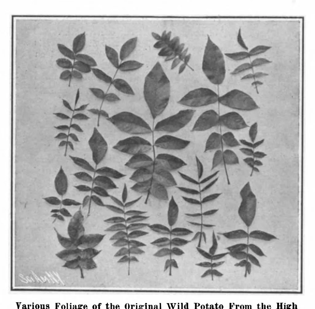 An illustration from Scientific American, Vol. 98, No. 15 (April 1908), 1908, leaf 7