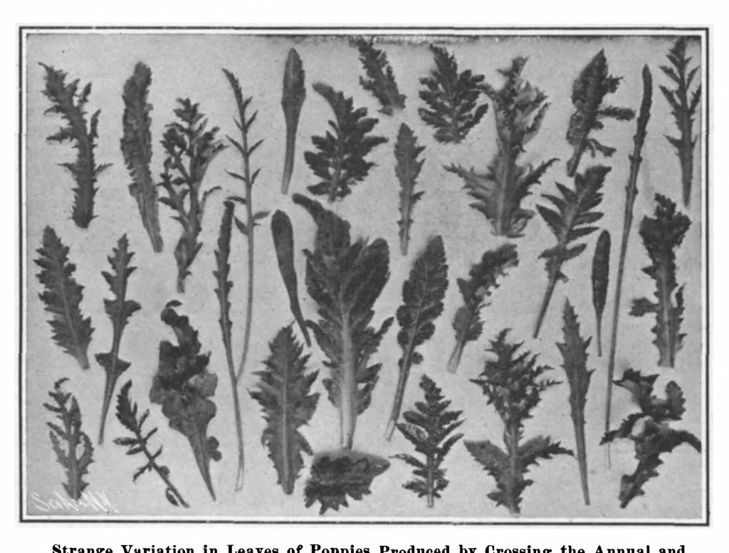An illustration from Scientific American, Vol. 98, No. 15 (April 1908), 1908, leaf 8