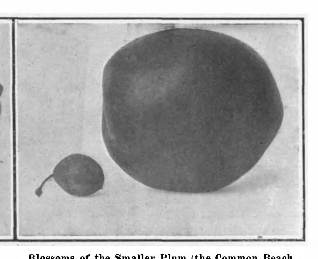 An illustration from Scientific American, Vol. 98, No. 15 (April 1908), 1908, leaf 8