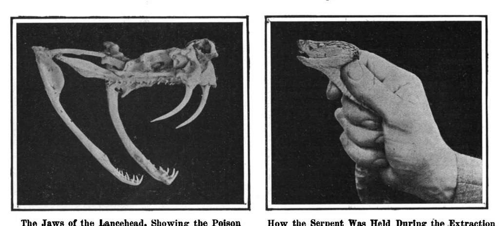 An illustration from Scientific American, Vol. 98, No. 21 (May 1908), 1908, leaf 9