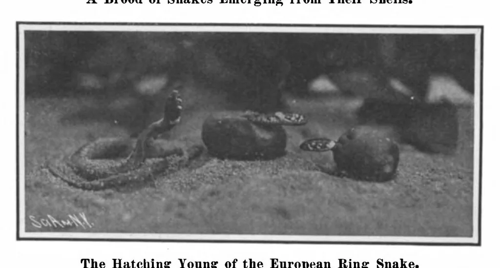 An illustration from Scientific American, Vol. 99, No. 3 (July 1908), 1908, leaf 9