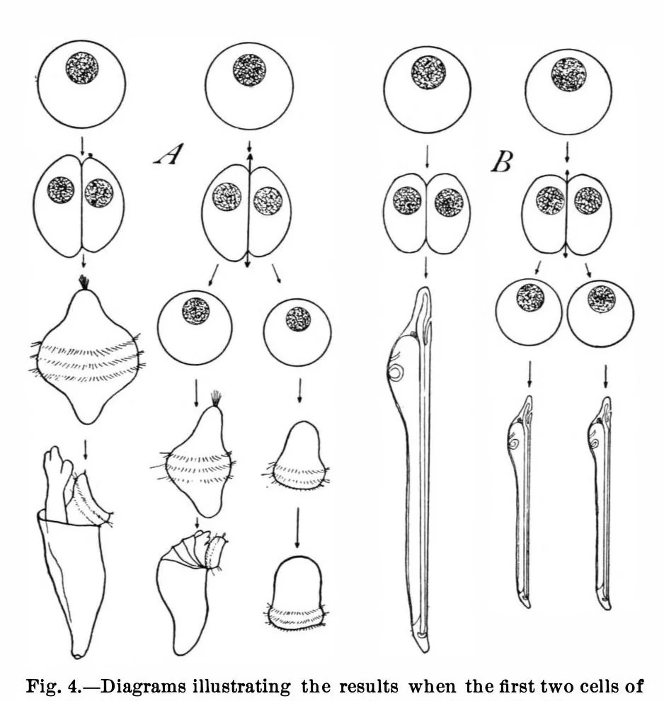 An illustration from Scientific American, Vol. 99, No. 4 (July 1908), 1908, leaf 3