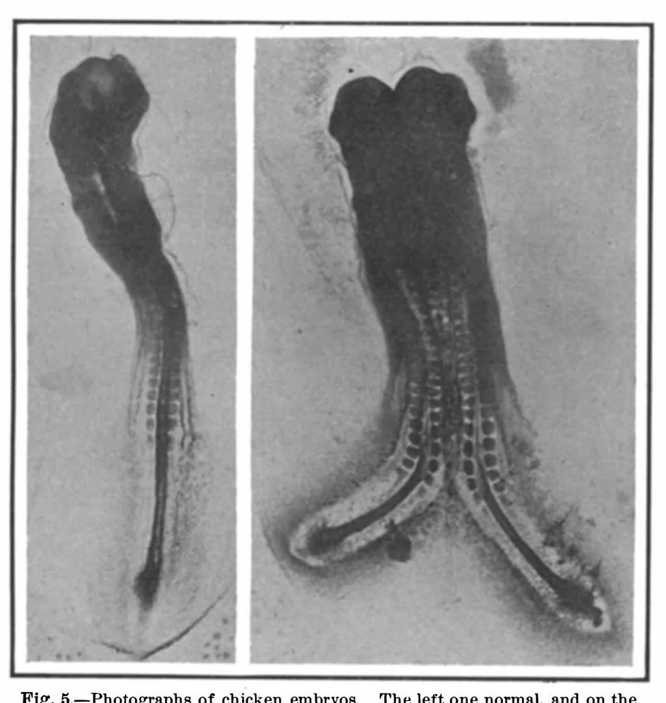 An illustration from Scientific American, Vol. 99, No. 4 (July 1908), 1908, leaf 4