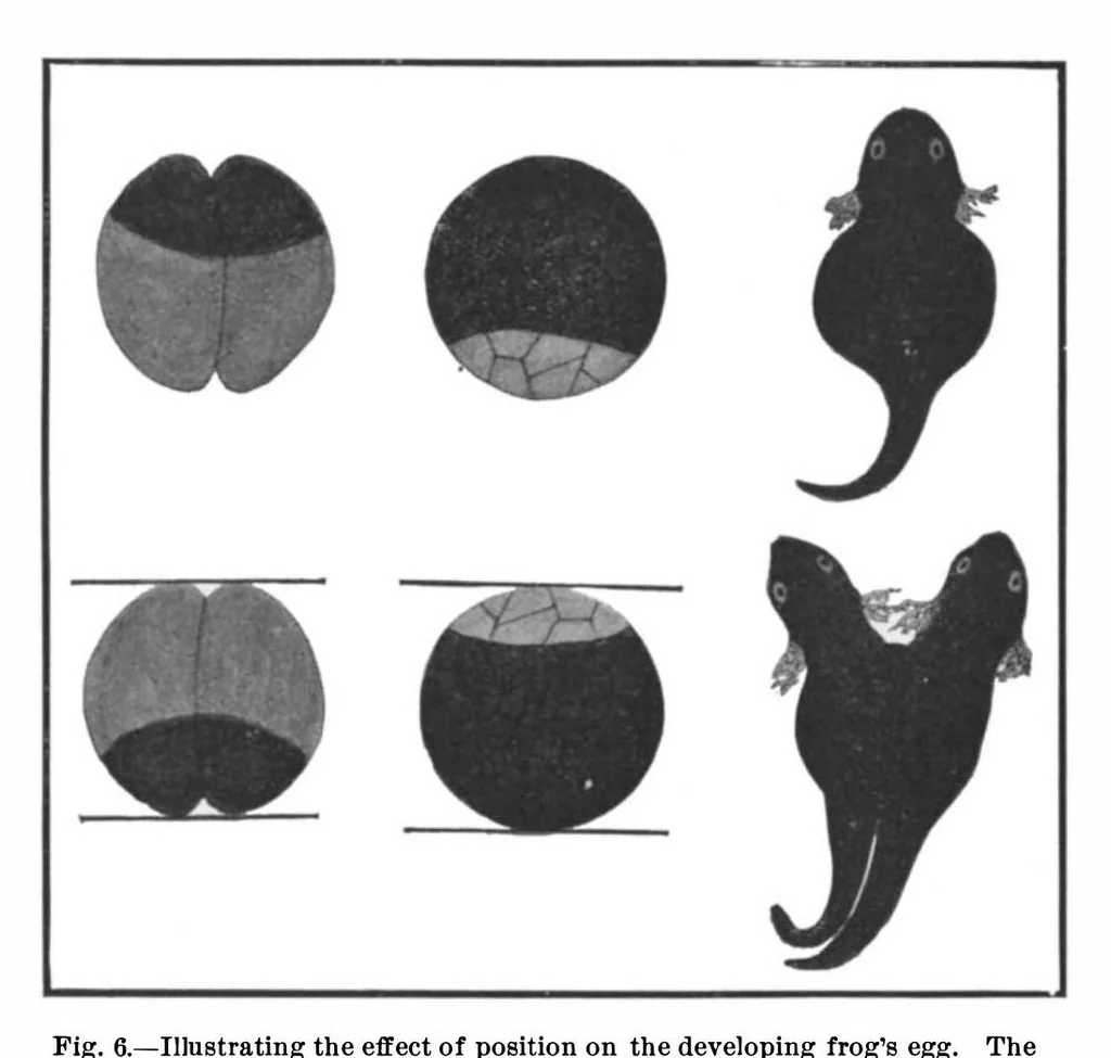 An illustration from Scientific American, Vol. 99, No. 4 (July 1908), 1908, leaf 4