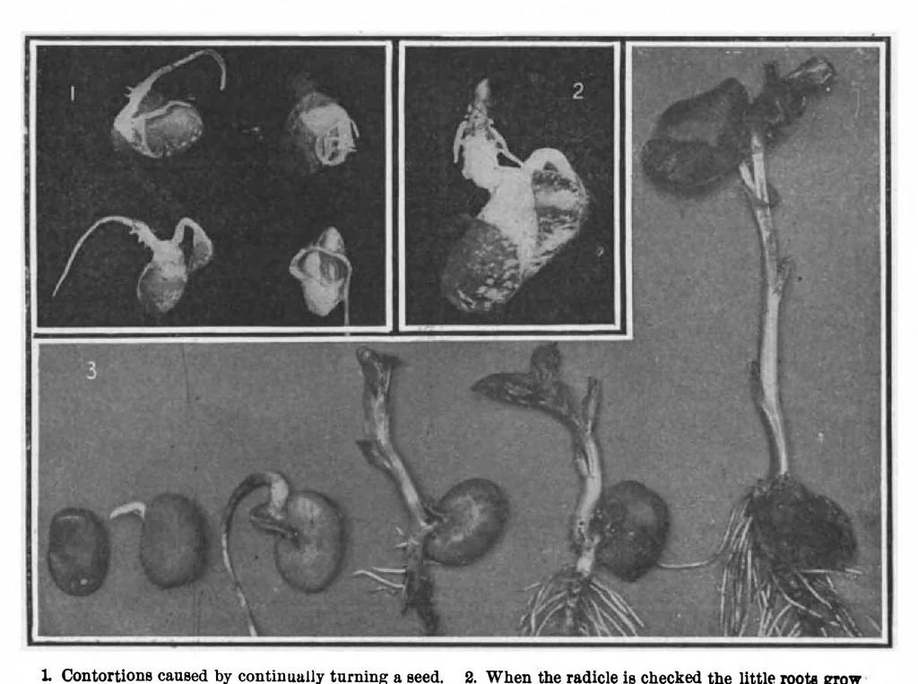 An illustration from Scientific American, Vol. 99, No. 8 (August 1908), 1908, leaf 10