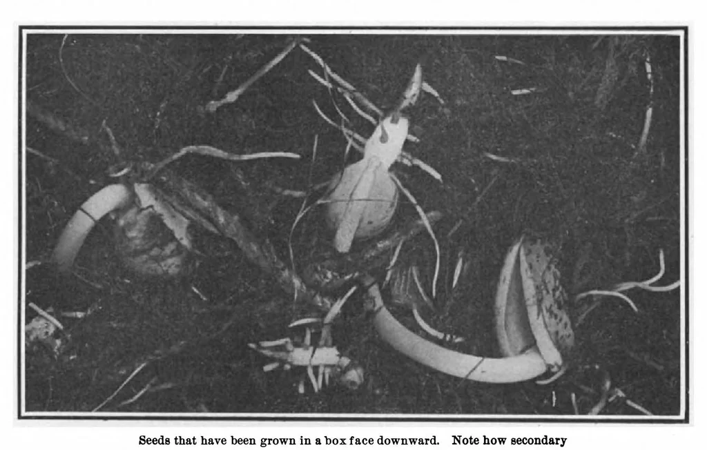 An illustration from Scientific American, Vol. 99, No. 8 (August 1908), 1908, leaf 10